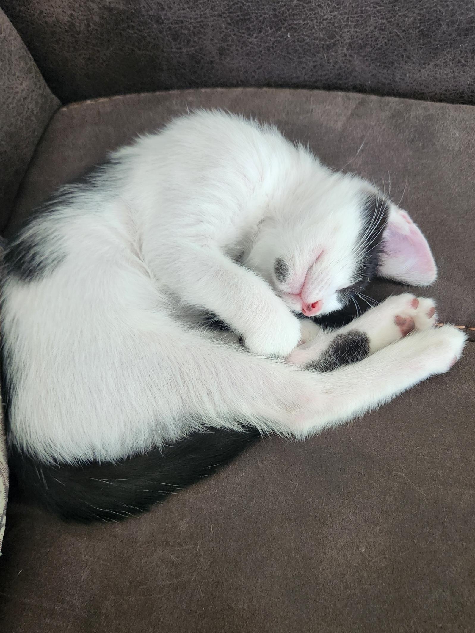 Dot (Lapcat), a Adoptable mixed breed in Yorba Linda, CA image 5/6