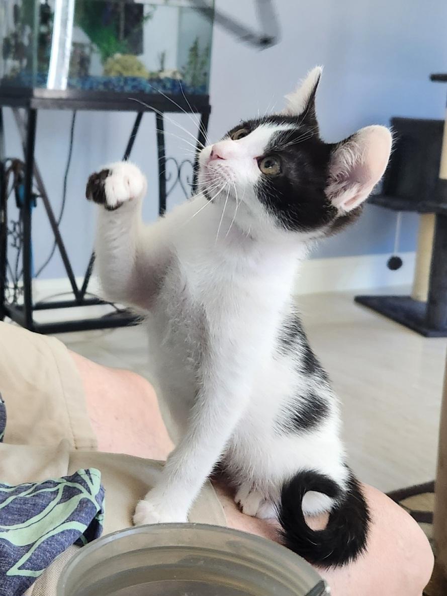 Dot (Lapcat), a Adoptable mixed breed in Yorba Linda, CA image 2/6