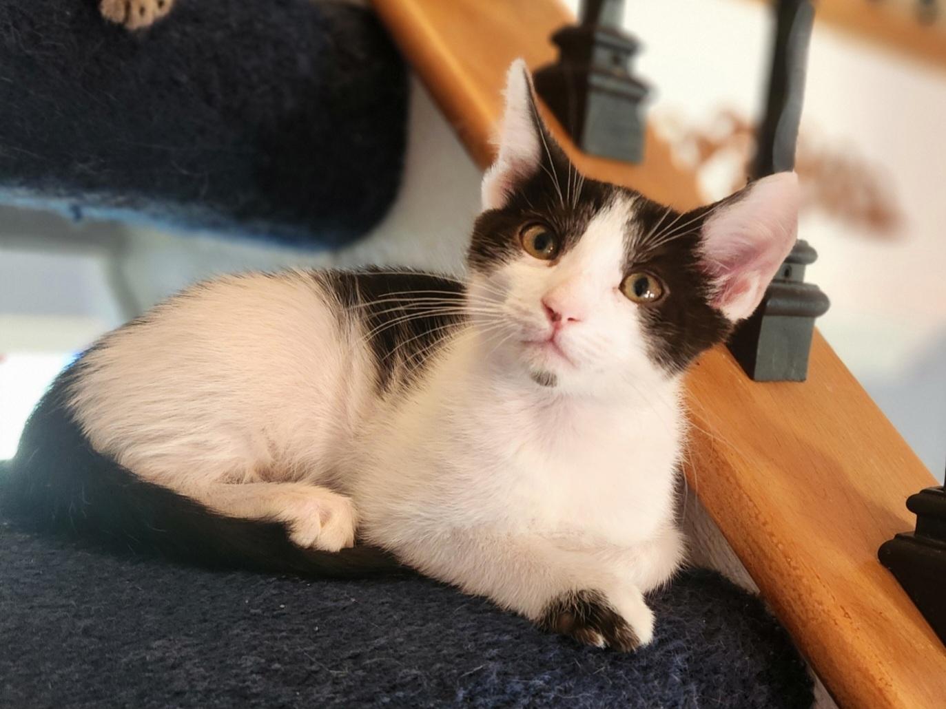 Dot (Lapcat), a Adoptable mixed breed in Yorba Linda, CA image 4/6