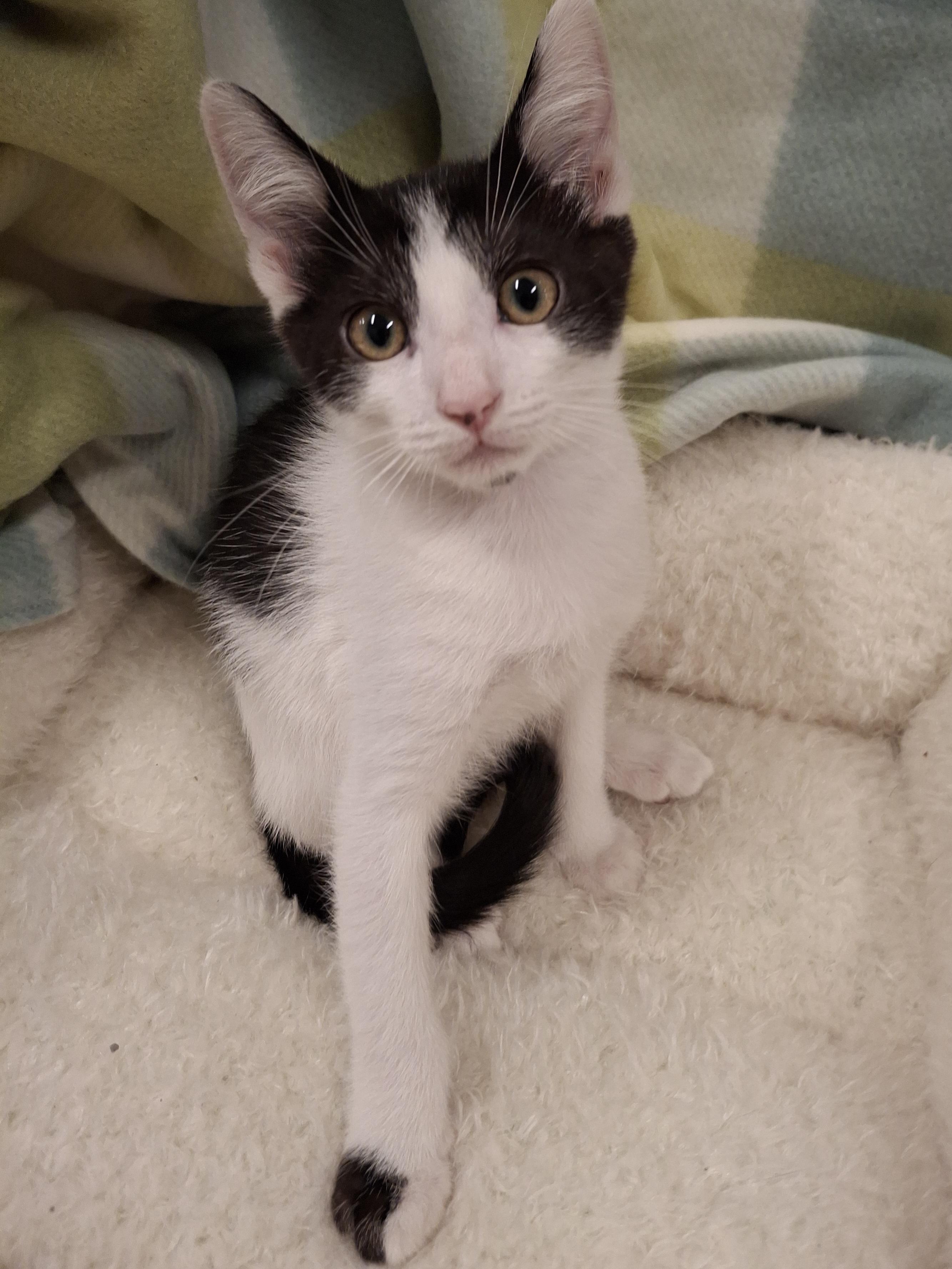 Dot (Lapcat), a Adoptable mixed breed in Yorba Linda, CA image 6/6
