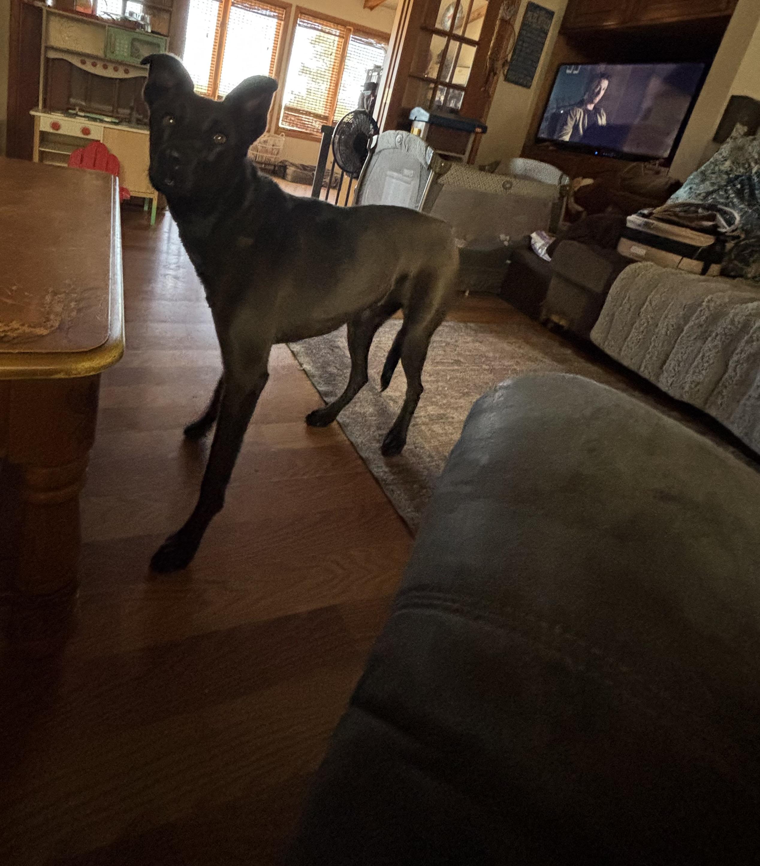 Kitty now Stella, a Adoptable mixed breed in Huachuca City, AZ image 2/5