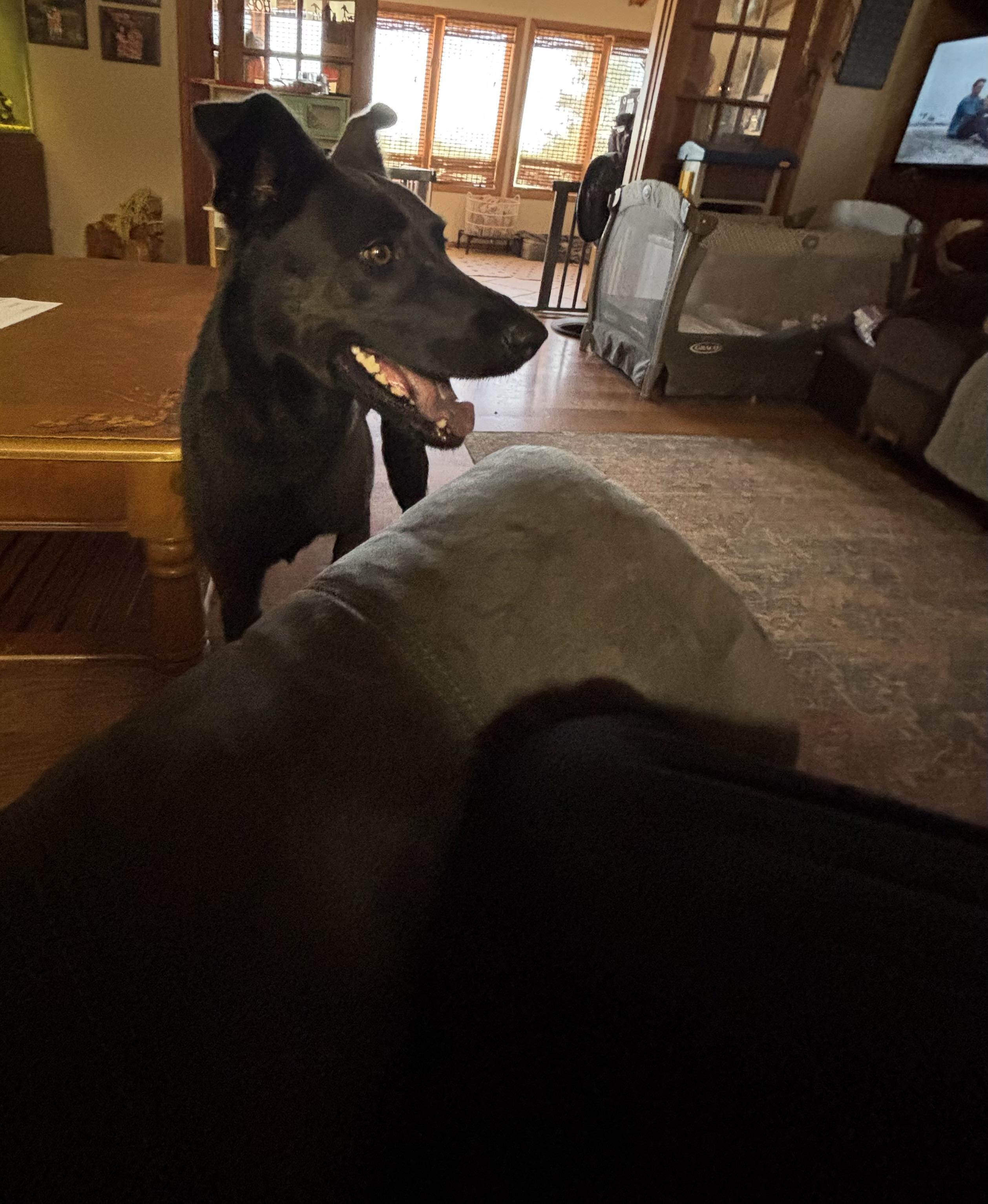 Kitty now Stella, a Adoptable mixed breed in Huachuca City, AZ image 3/5