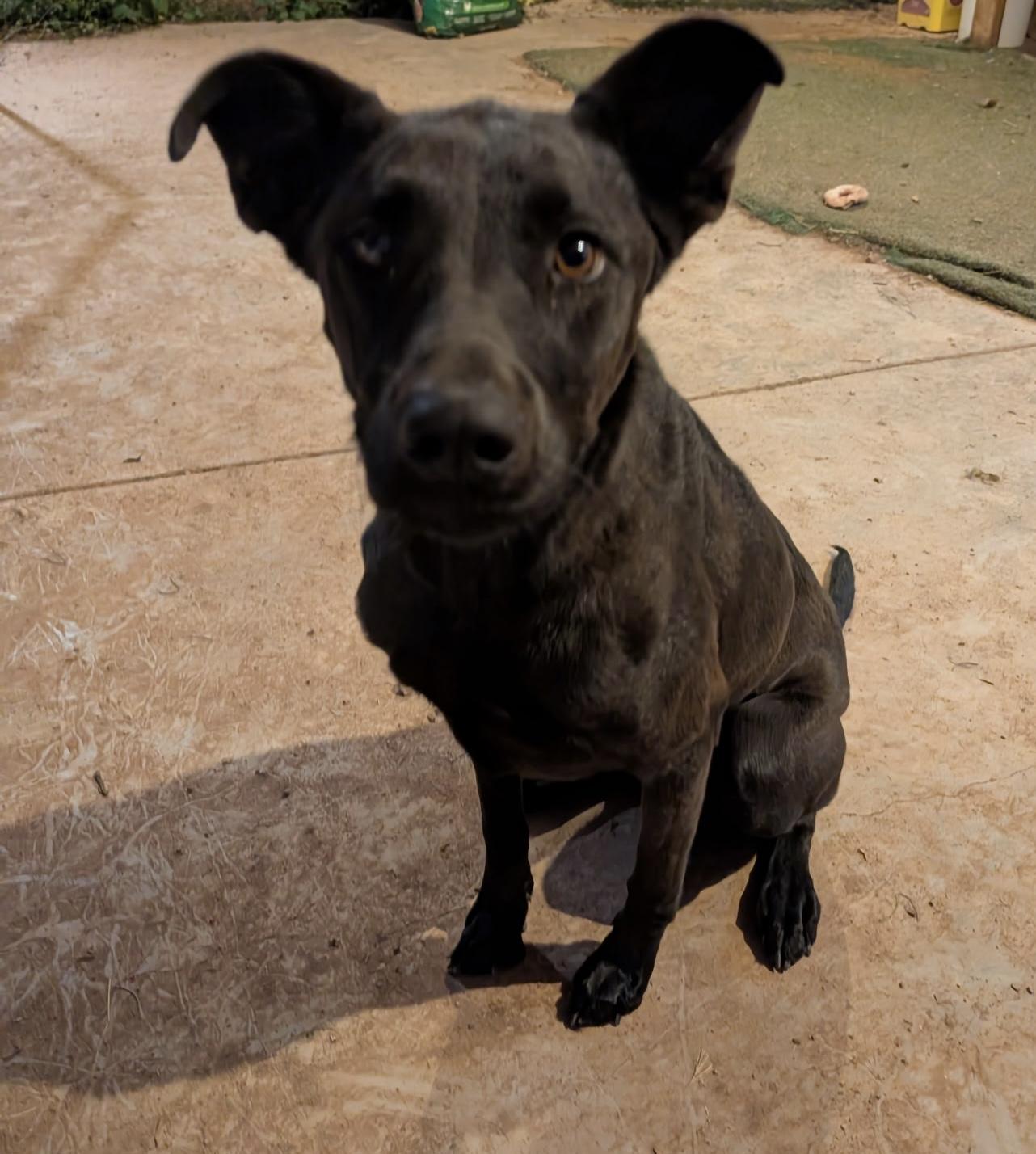 Kitty now Stella, Adoptable, Adult Female Shepherd.