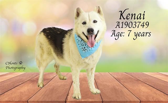 BAM, Adoptable, Adult Male Alaskan Malamute & Mixed Breed.