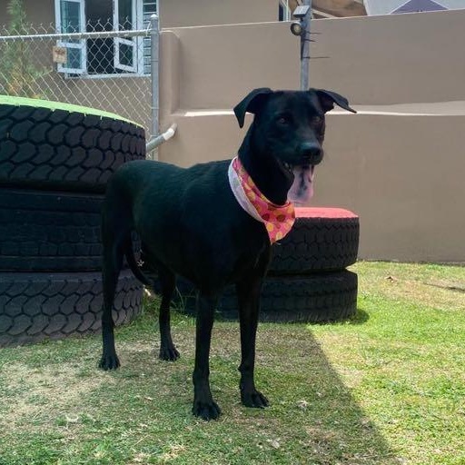 Sorelle, Adoptable, Adult Female Black Labrador Retriever.