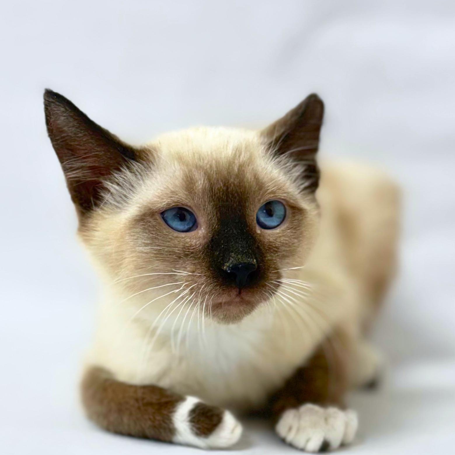 Alan Turing, an adopted mixed breed in Pasco, WA image 2/3