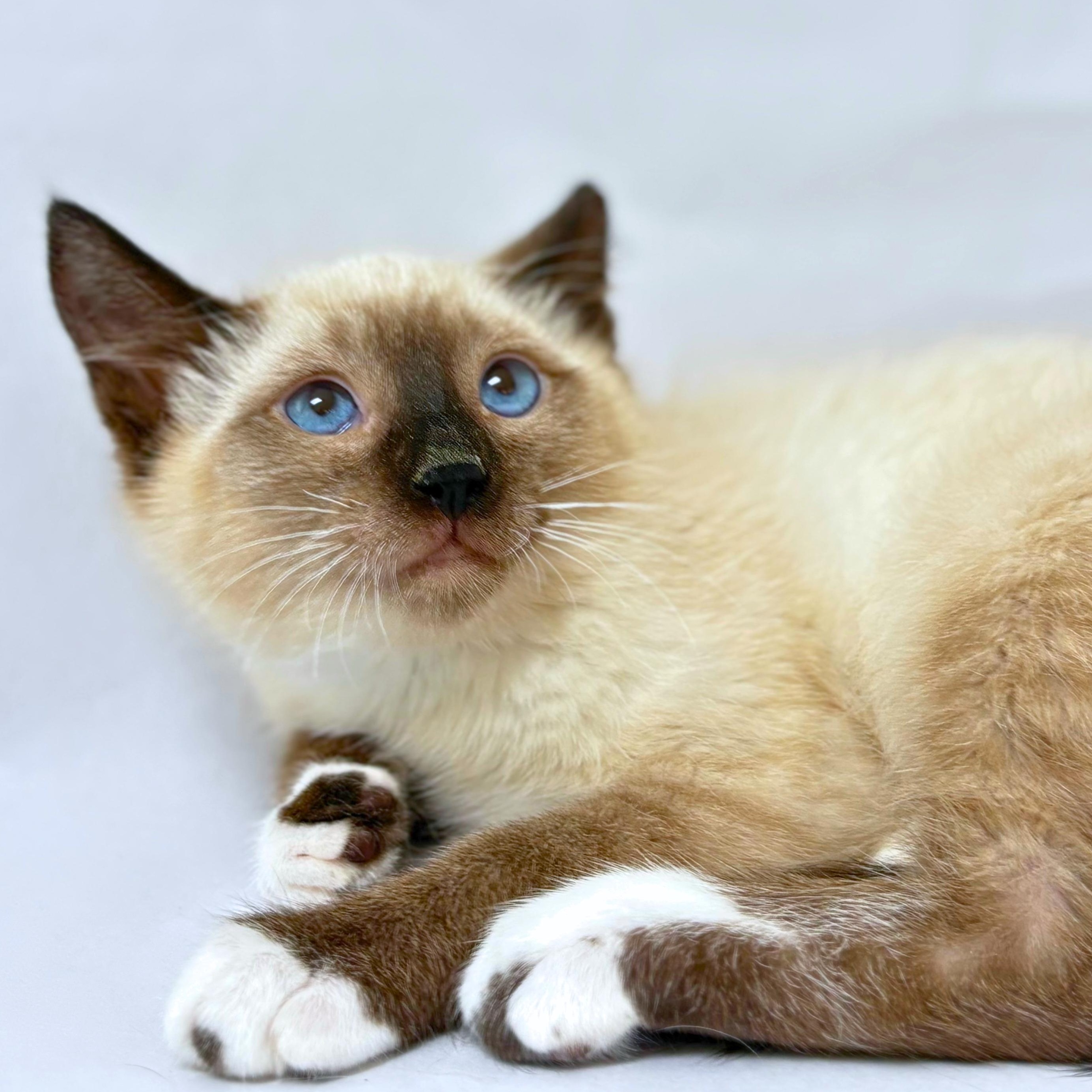 Alan Turing, adopted, Kitten Male Siamese & Domestic Short Hair.
