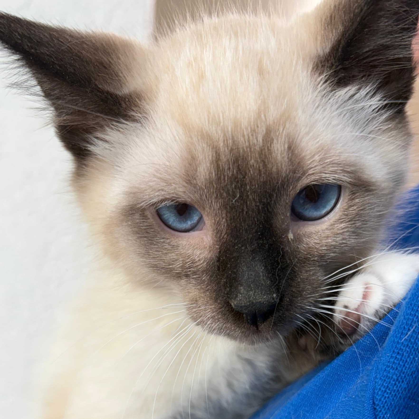 Alan Turing, an adopted mixed breed in Pasco, WA image 3/3