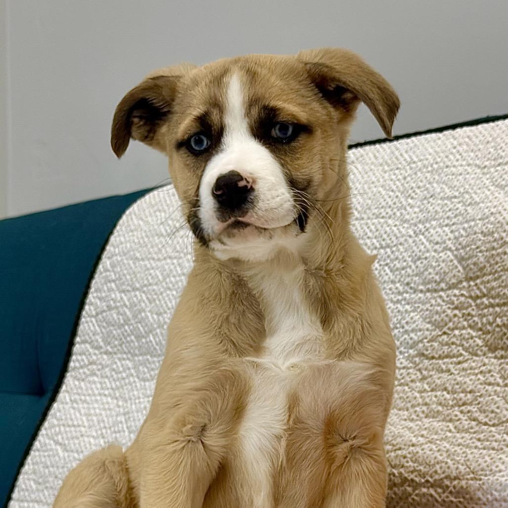 Relish, Adoptable, Puppy Female Mixed Breed.
