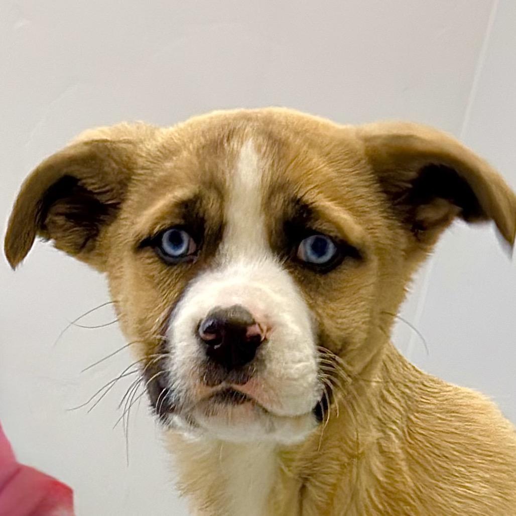 Enlarge Relish, a Adoptable Mixed Breed in Park City, UT image 2/5