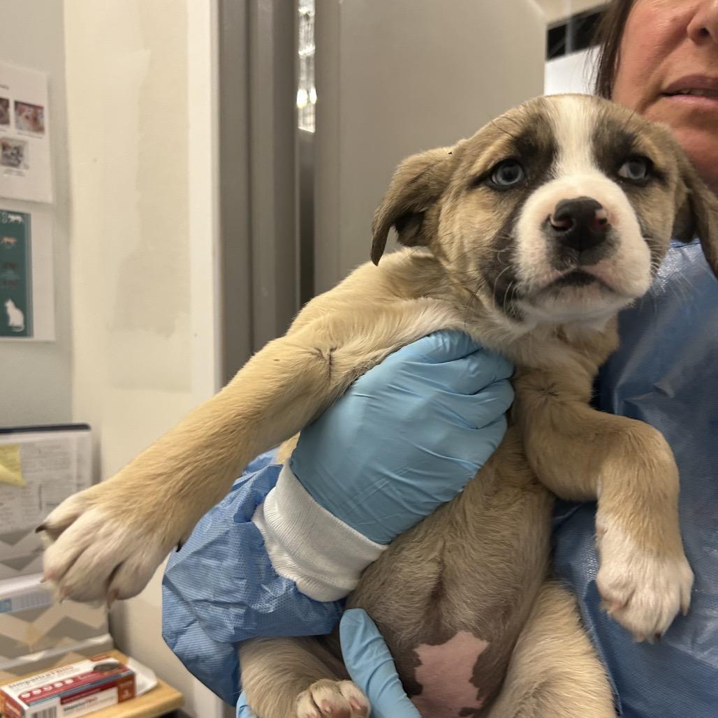 Enlarge Relish, a Adoptable Mixed Breed in Park City, UT image 3/5