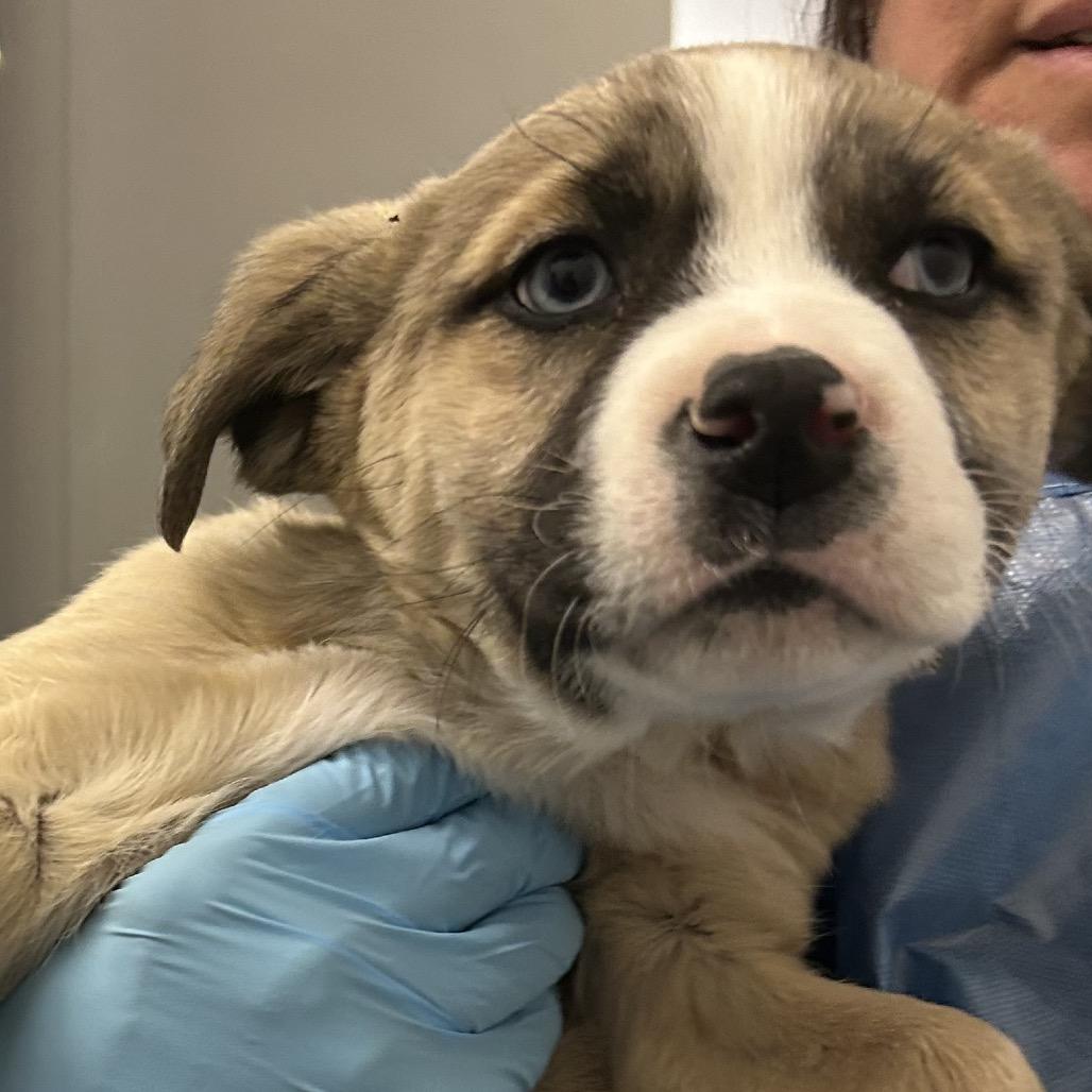 Enlarge Relish, a Adoptable Mixed Breed in Park City, UT image 4/5