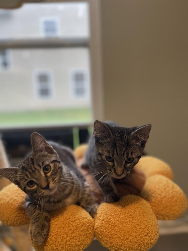 Putzie, Adoptable, Kitten Male Domestic Short Hair.