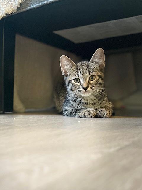 Enlarge Putzie, a Adoptable Domestic Short Hair in Lake Wylie, SC image 2/5