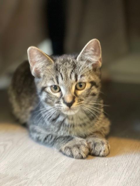 Enlarge Putzie, a Adoptable Domestic Short Hair in Lake Wylie, SC image 3/5