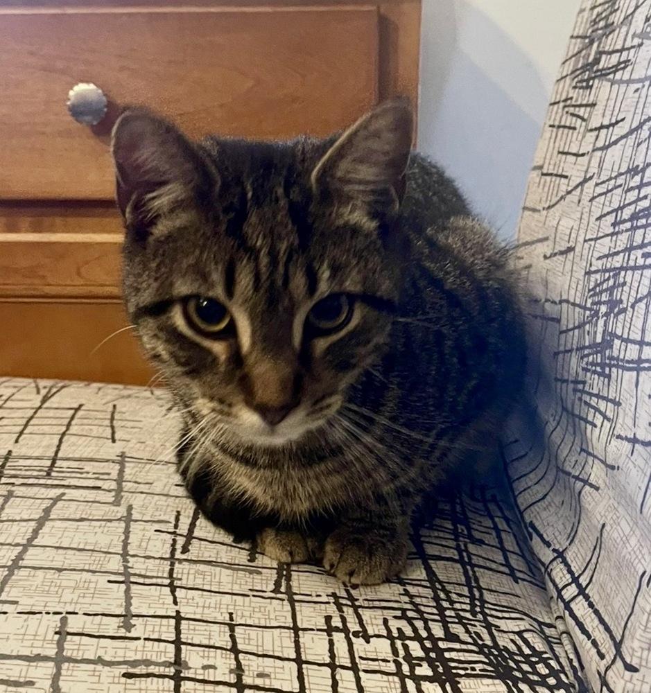 Enlarge Putzie, a Adoptable Domestic Short Hair in Lake Wylie, SC image 3/6