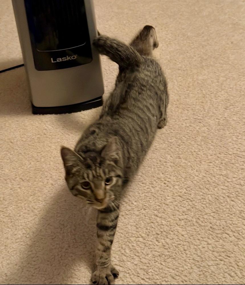 Enlarge Putzie, a Adoptable Domestic Short Hair in Lake Wylie, SC image 4/6