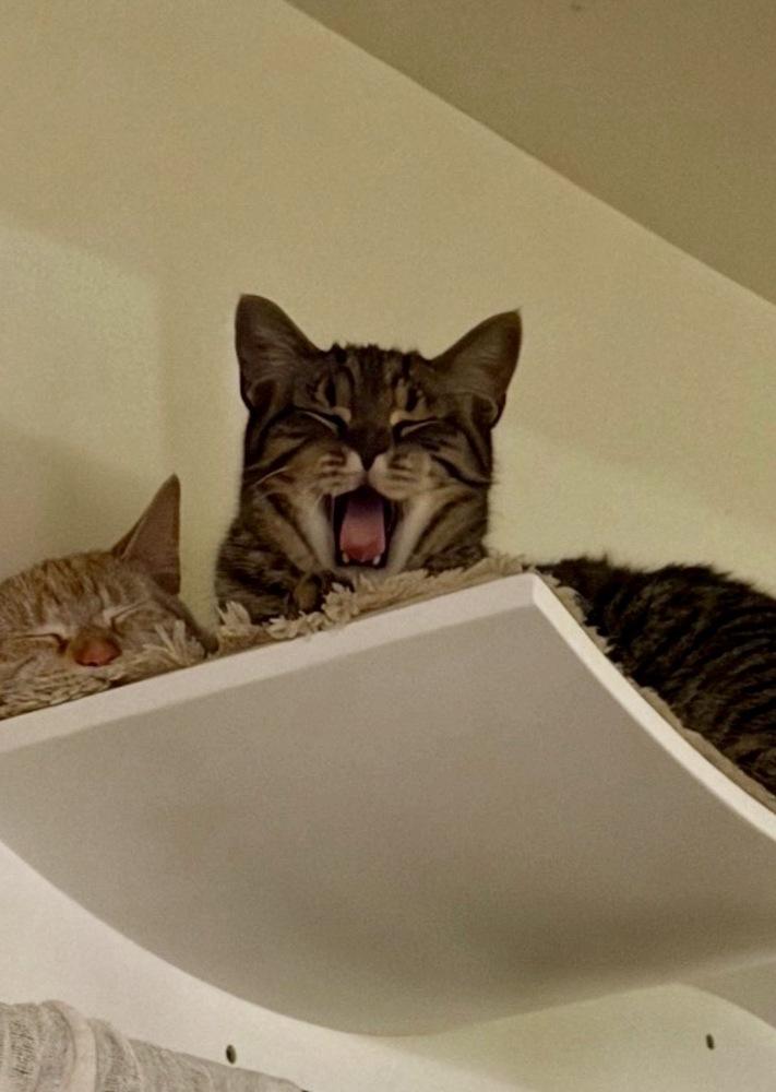 Enlarge Putzie, a Adoptable Domestic Short Hair in Lake Wylie, SC image 5/6