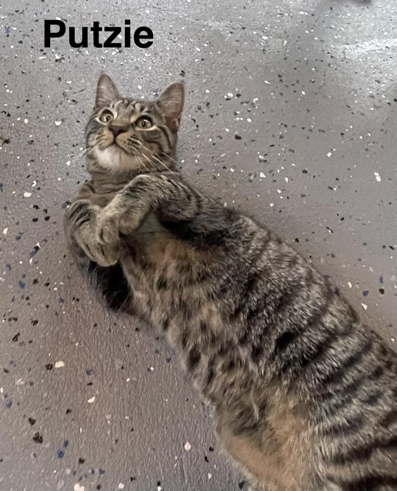 Enlarge Putzie, a Adoptable Domestic Short Hair in Lake Wylie, SC image 5/5