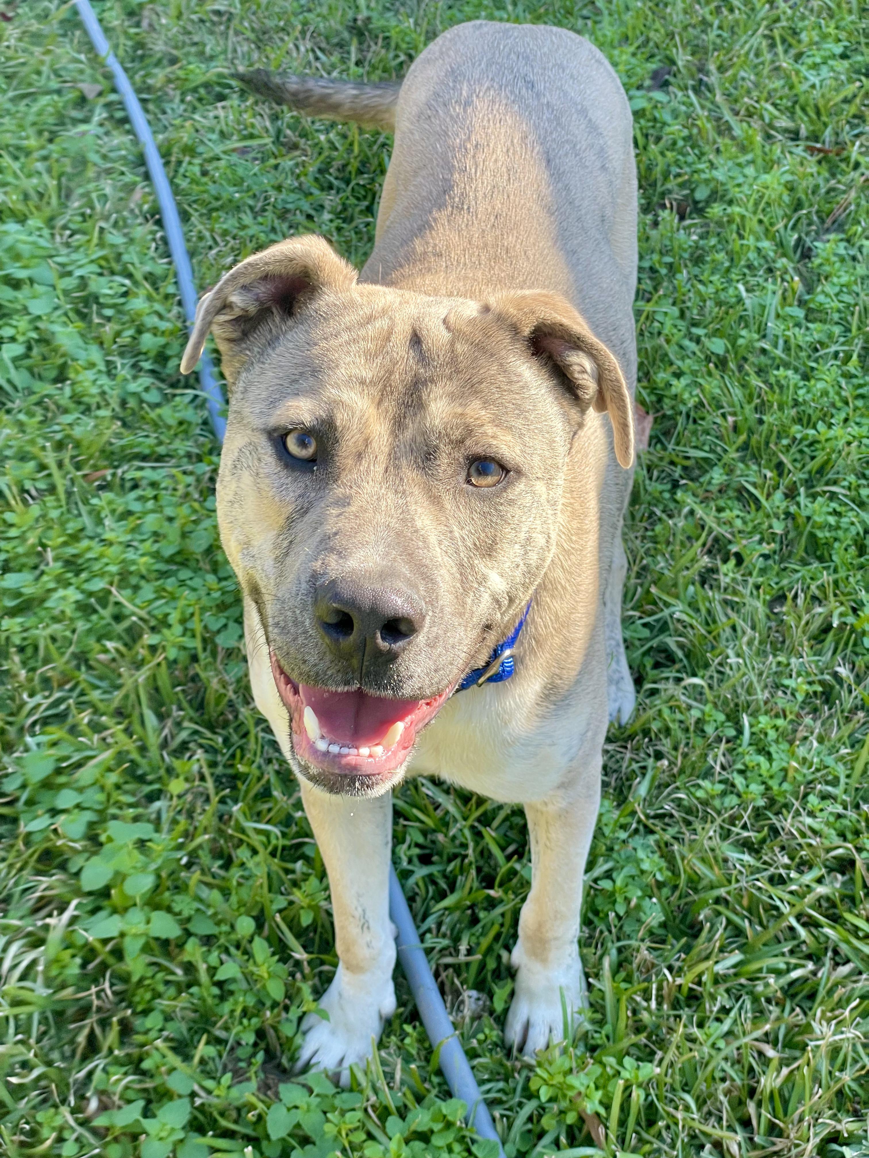 Canyon, a Adopted mixed breed in Jackson, MS image 1/6