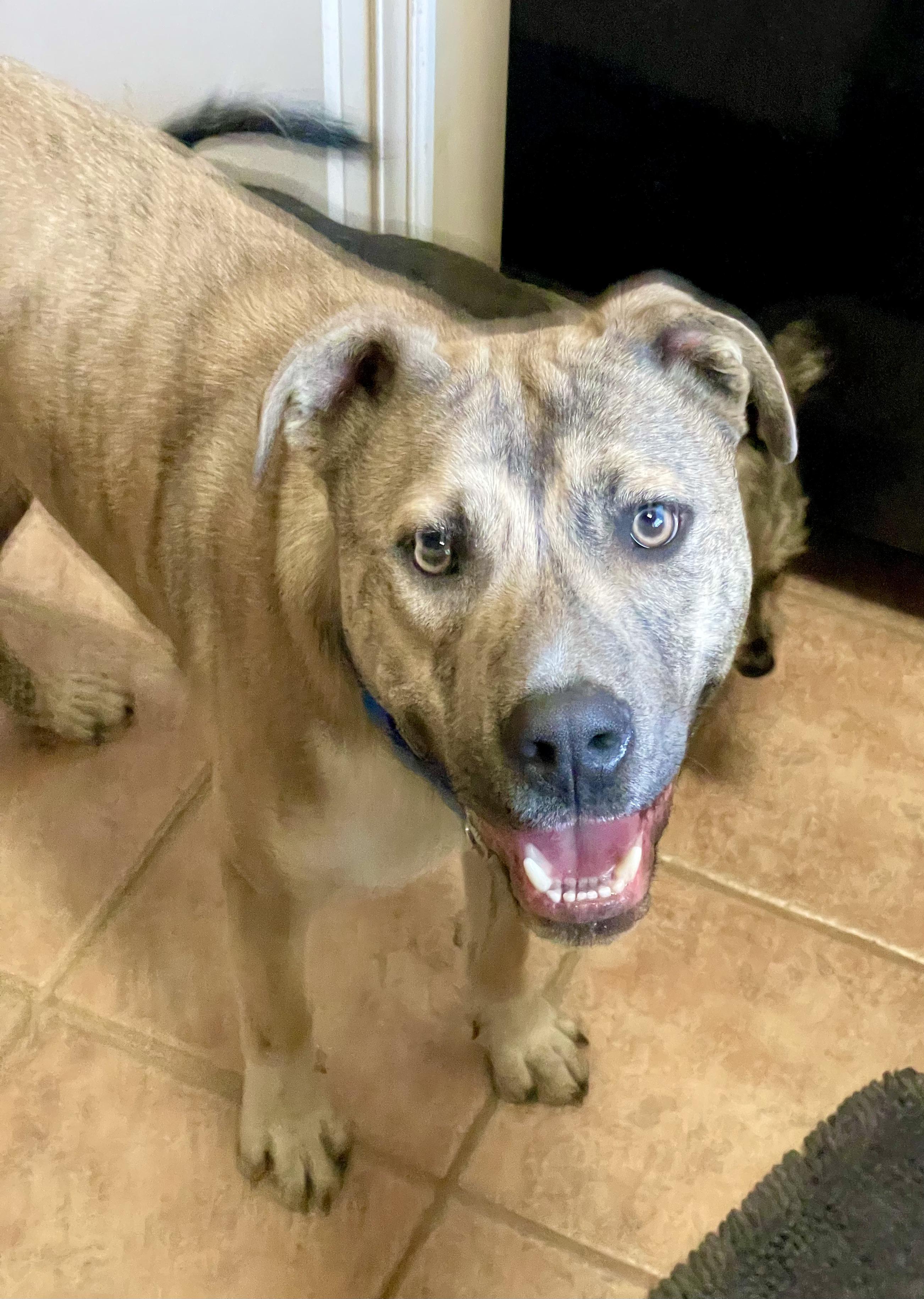 Canyon, a Adopted mixed breed in Jackson, MS image 2/6