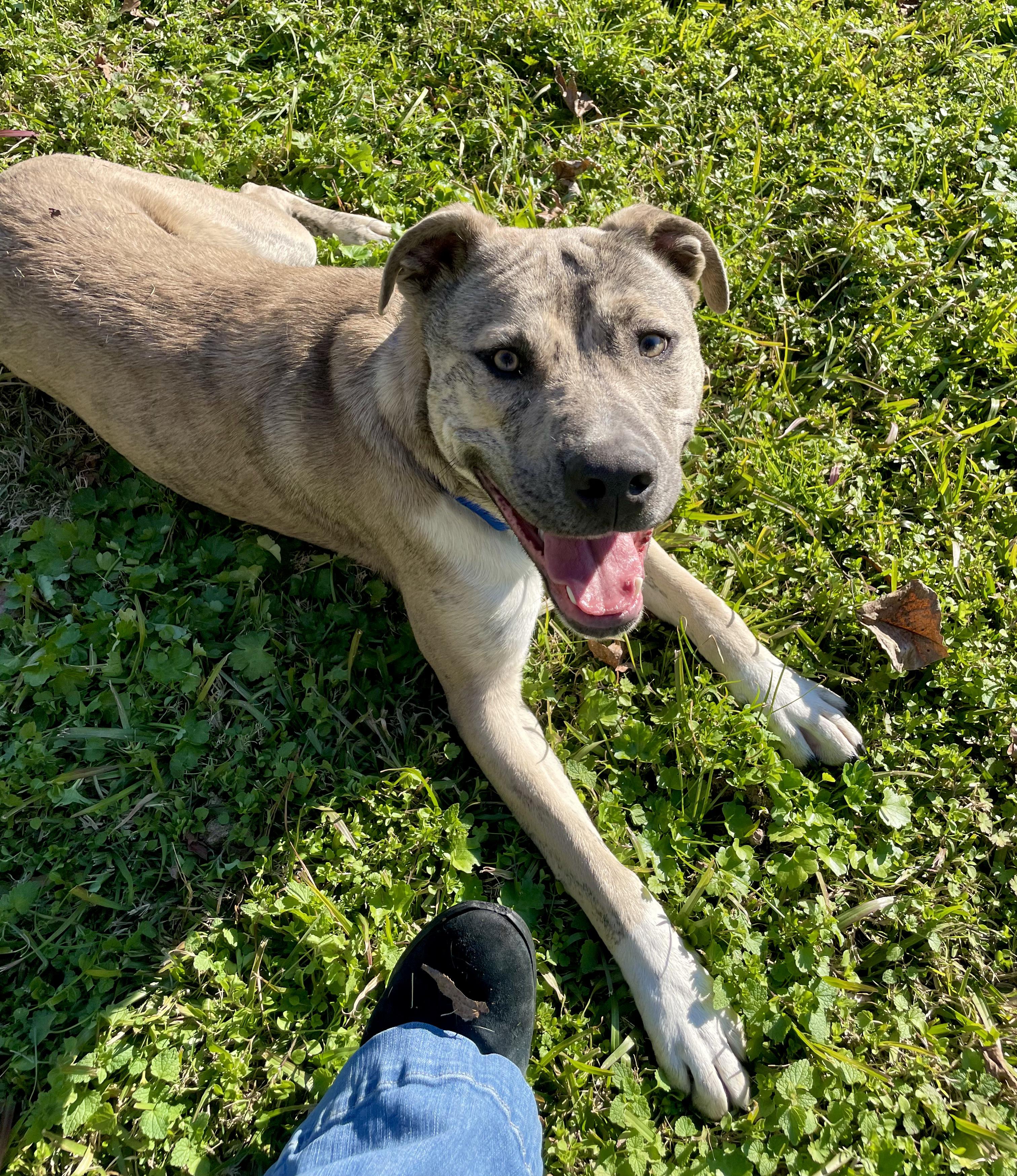 Canyon, a Adopted mixed breed in Jackson, MS image 3/6