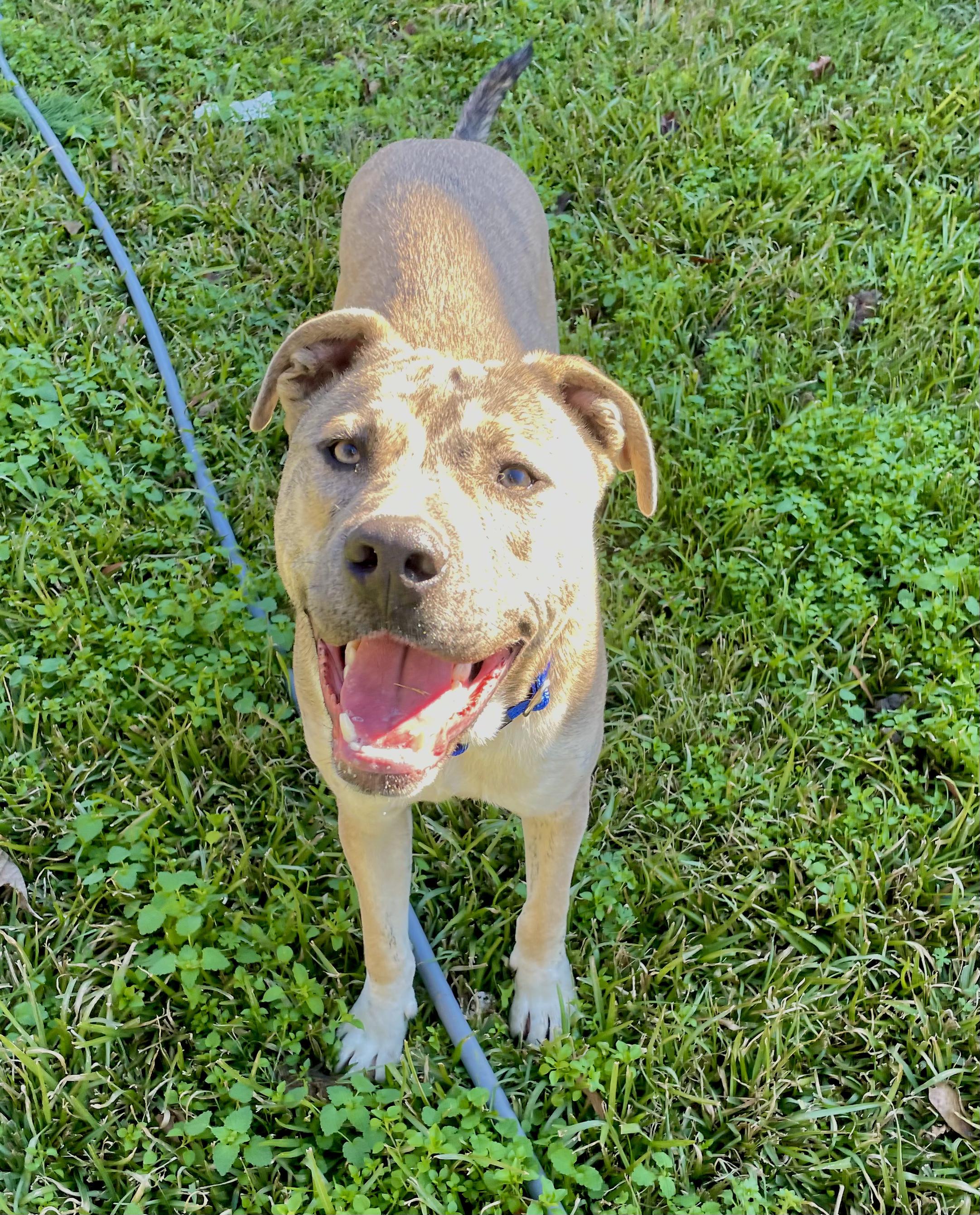 Canyon, a Adopted mixed breed in Jackson, MS image 6/6