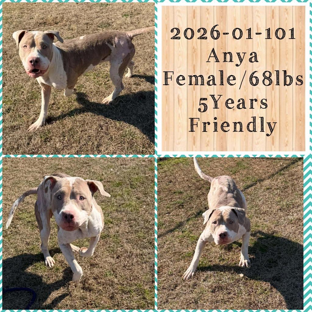 2026-01-101 *Anya*, a Adoptable Pit Bull Terrier in Winder, GA image 2/2
