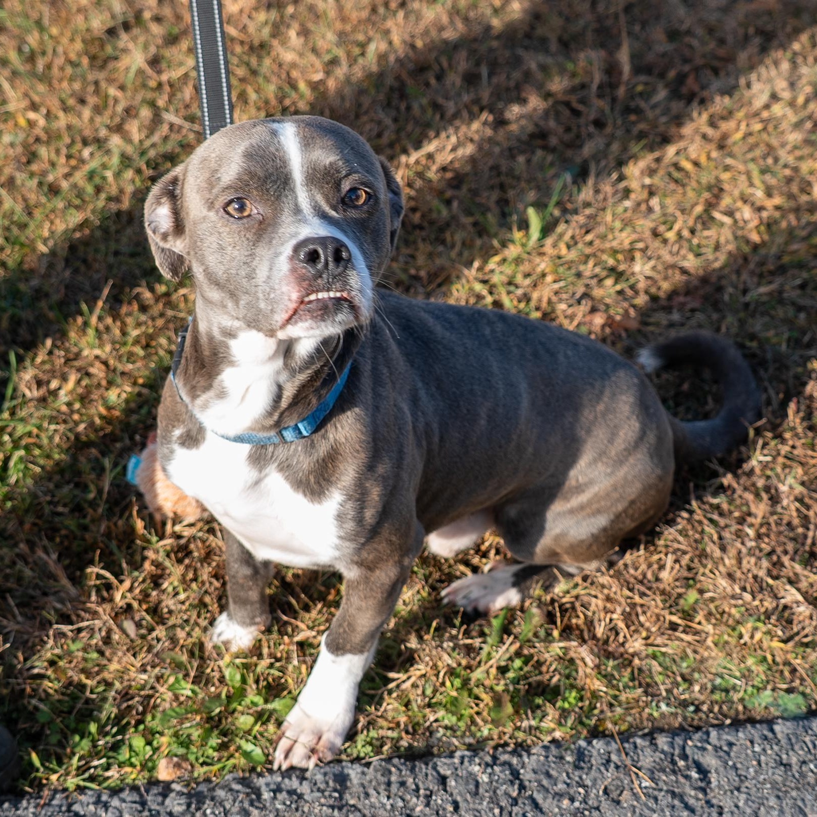 Tyson, a Adoptable mixed breed in King George, VA image 2/6