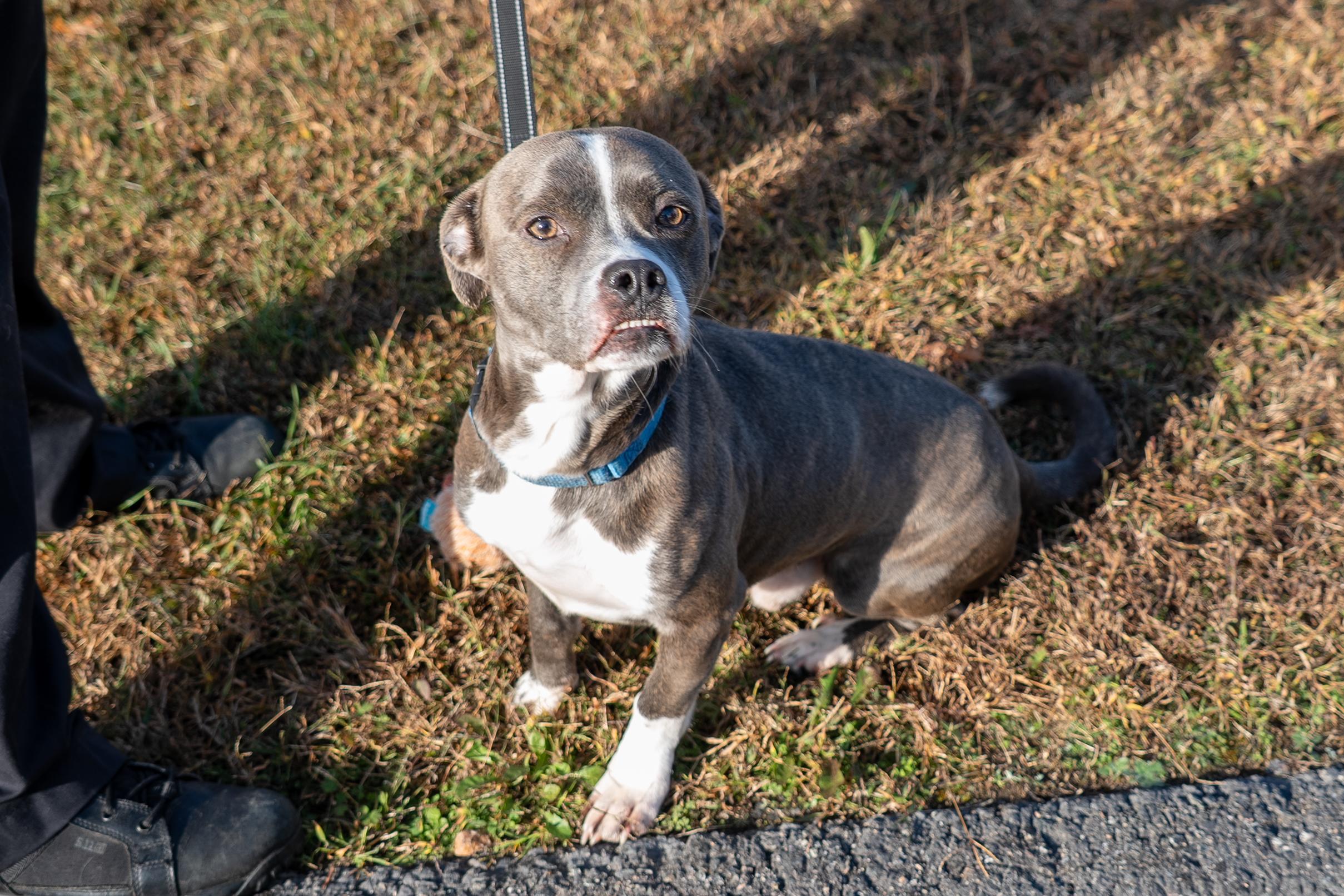 Tyson, a Adoptable mixed breed in King George, VA image 1/3
