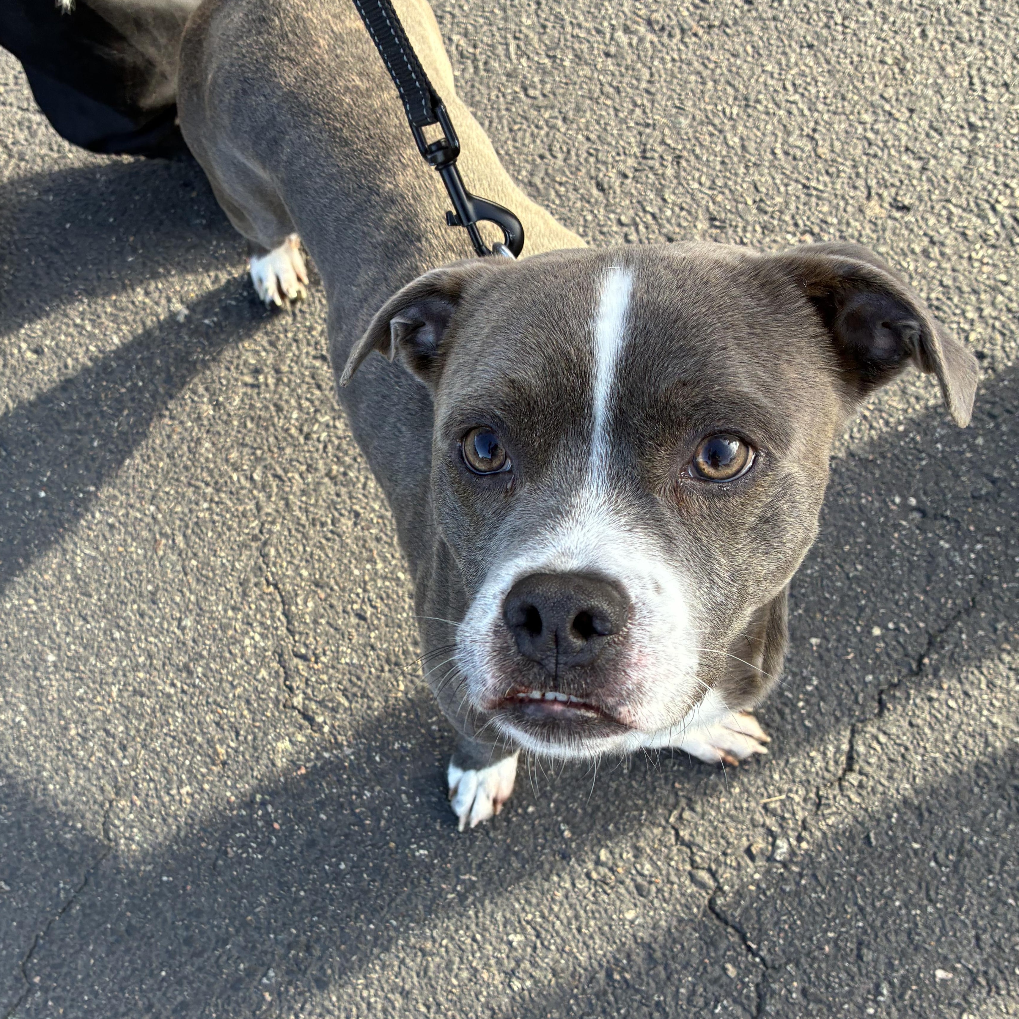 Tyson, a Adoptable mixed breed in King George, VA image 2/3