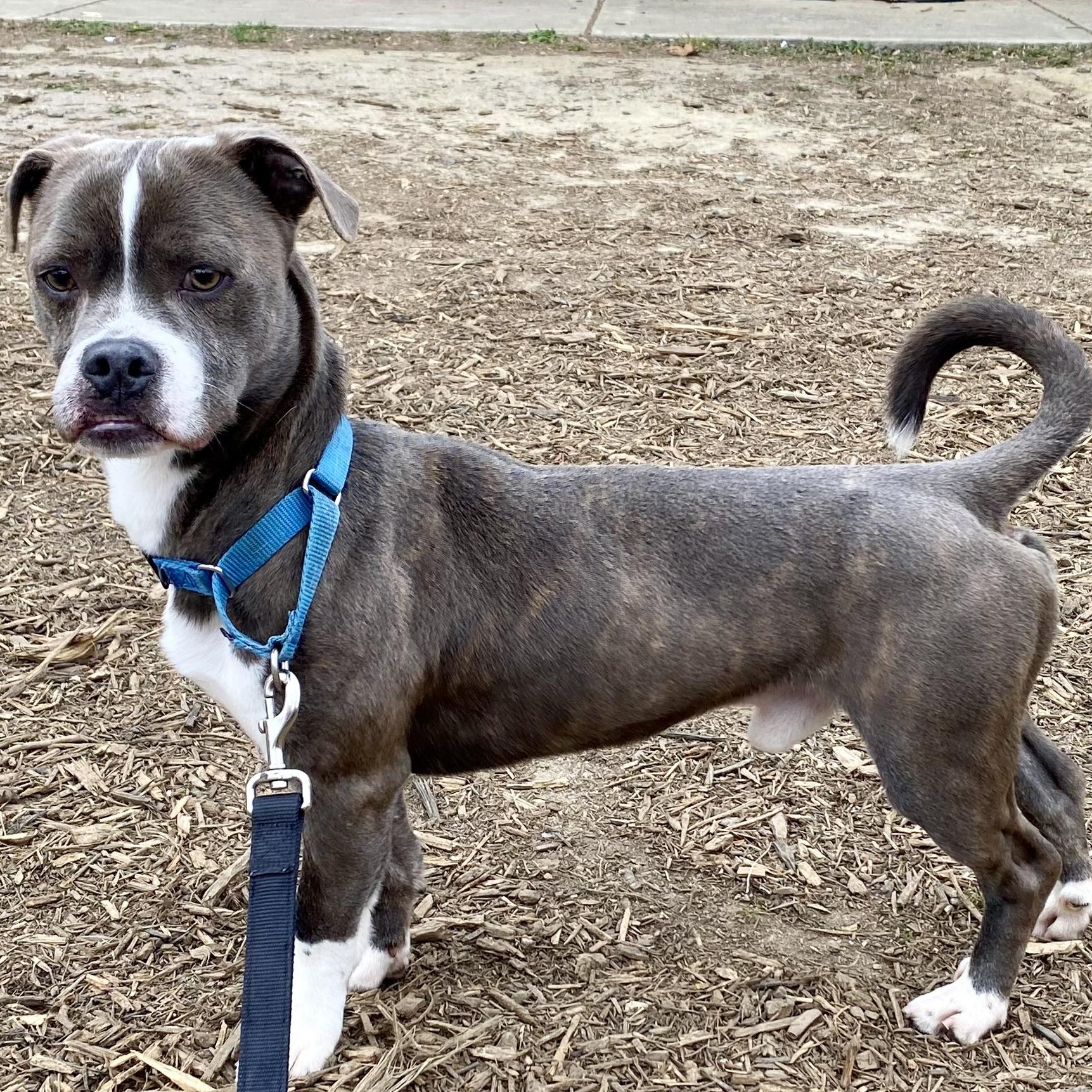 Tyson, a Adoptable mixed breed in King George, VA image 6/6