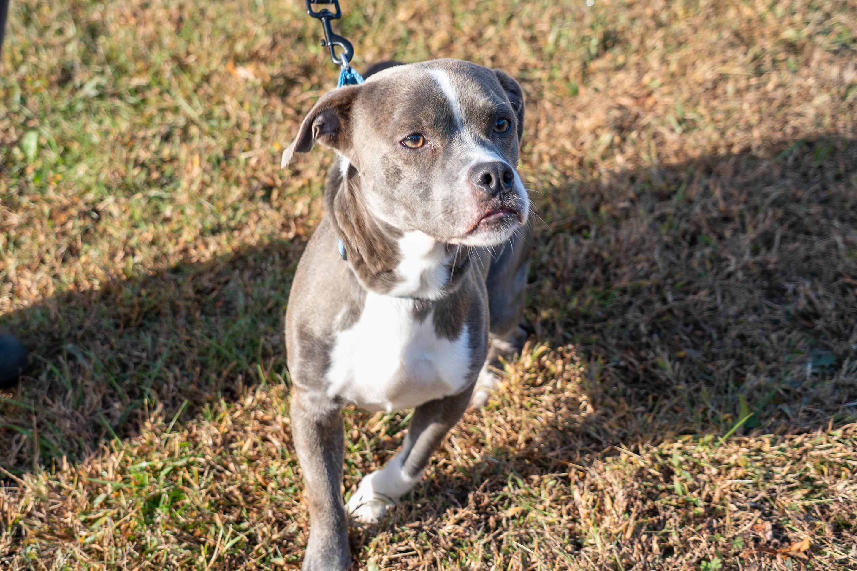 Tyson, a Adoptable mixed breed in King George, VA image 3/3