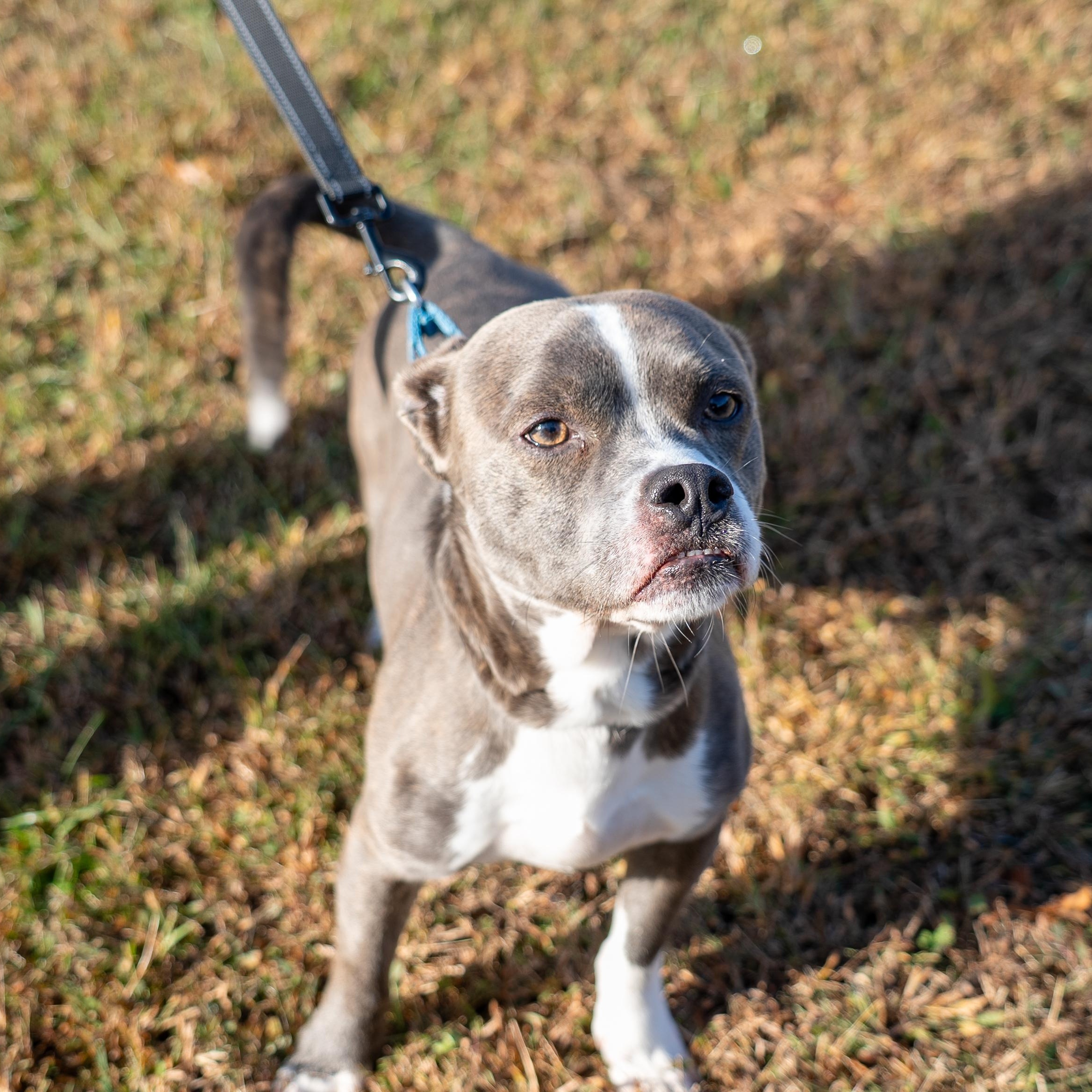 Tyson, a Adoptable mixed breed in King George, VA image 4/6