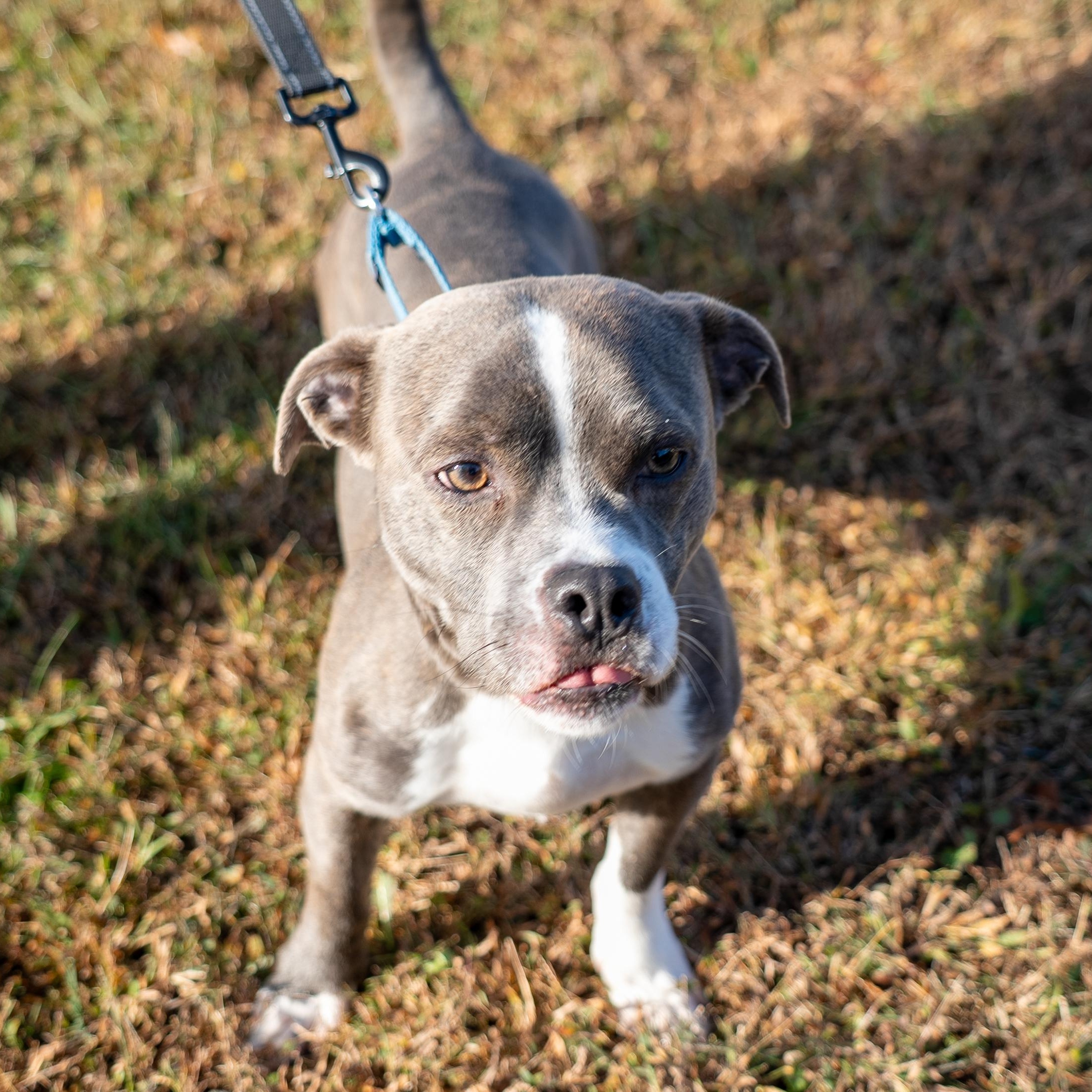 Tyson, a Adoptable mixed breed in King George, VA image 1/6