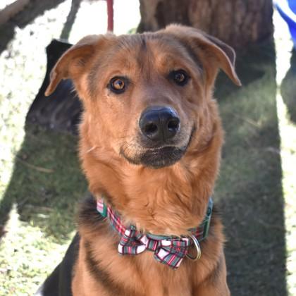 Enlarge Turbo, a ADOPTABLE mixed breed in Flagstaff, AZ image 2/2