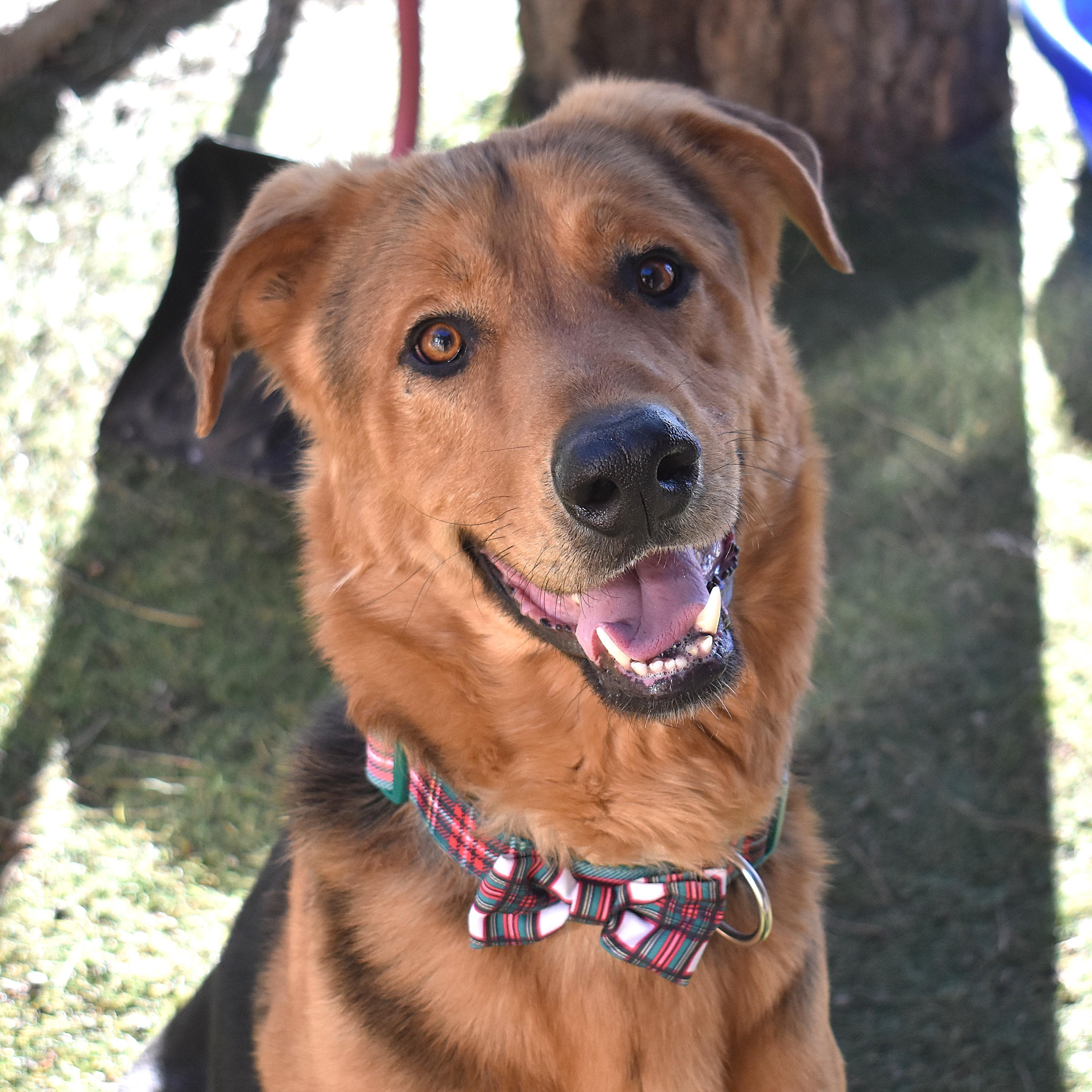 Enlarge Turbo, a ADOPTABLE mixed breed in Flagstaff, AZ image 1/2