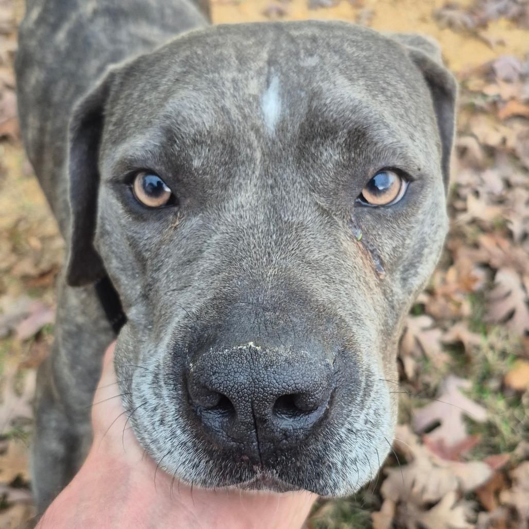 Jovie, Adoptable, Adult Female Mixed Breed.