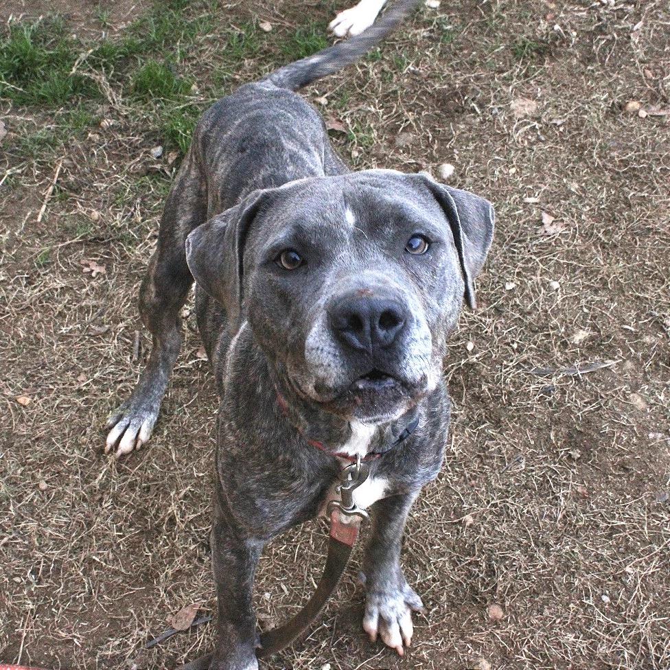 Enlarge Jovie, a Adoptable Mixed Breed in Binghamton, NY image 2/6