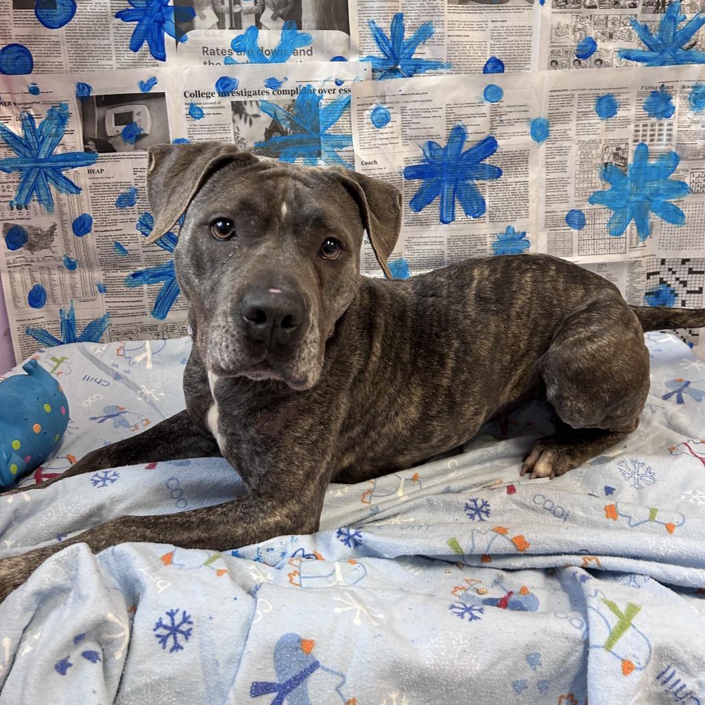 Enlarge Jovie, a Adoptable Mixed Breed in Binghamton, NY image 3/6