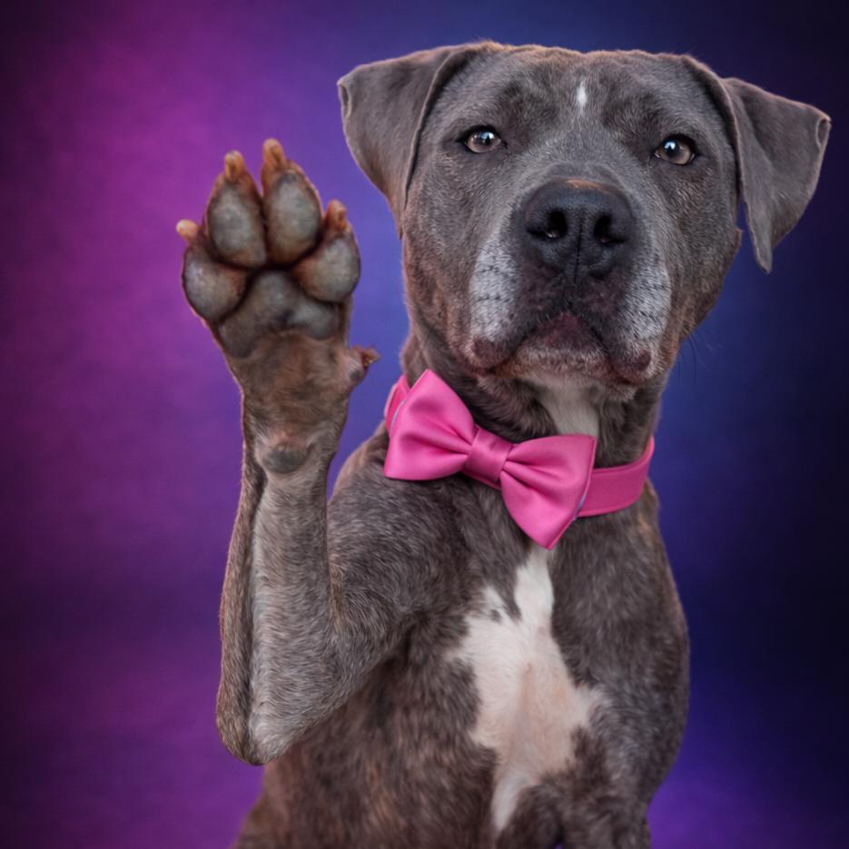 Enlarge Jovie, a Adoptable Mixed Breed in Binghamton, NY image 4/6