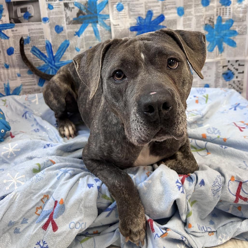 Enlarge Jovie, a Adoptable Mixed Breed in Binghamton, NY image 5/6