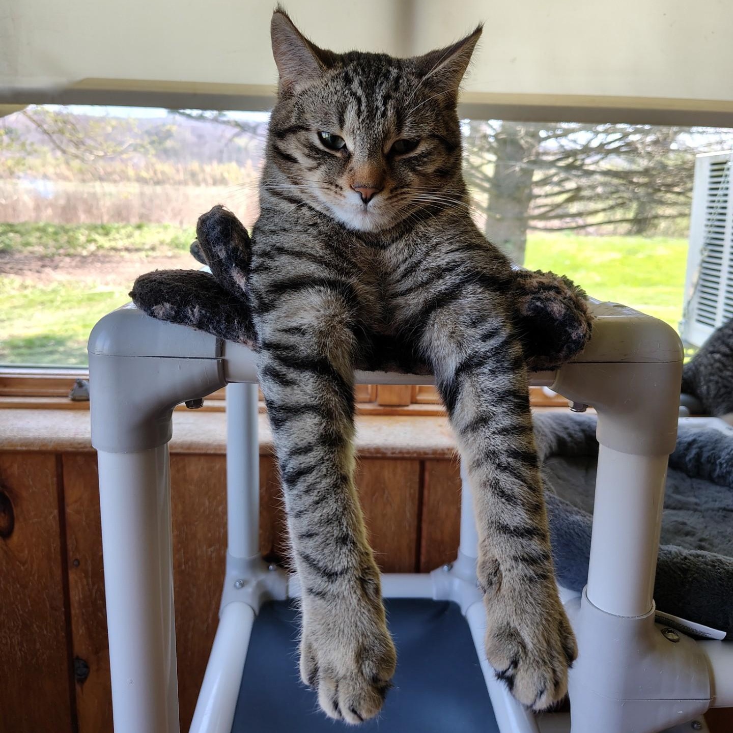 Enlarge Roo, a ADOPTABLE mixed breed in Montour Falls, NY image 3/4