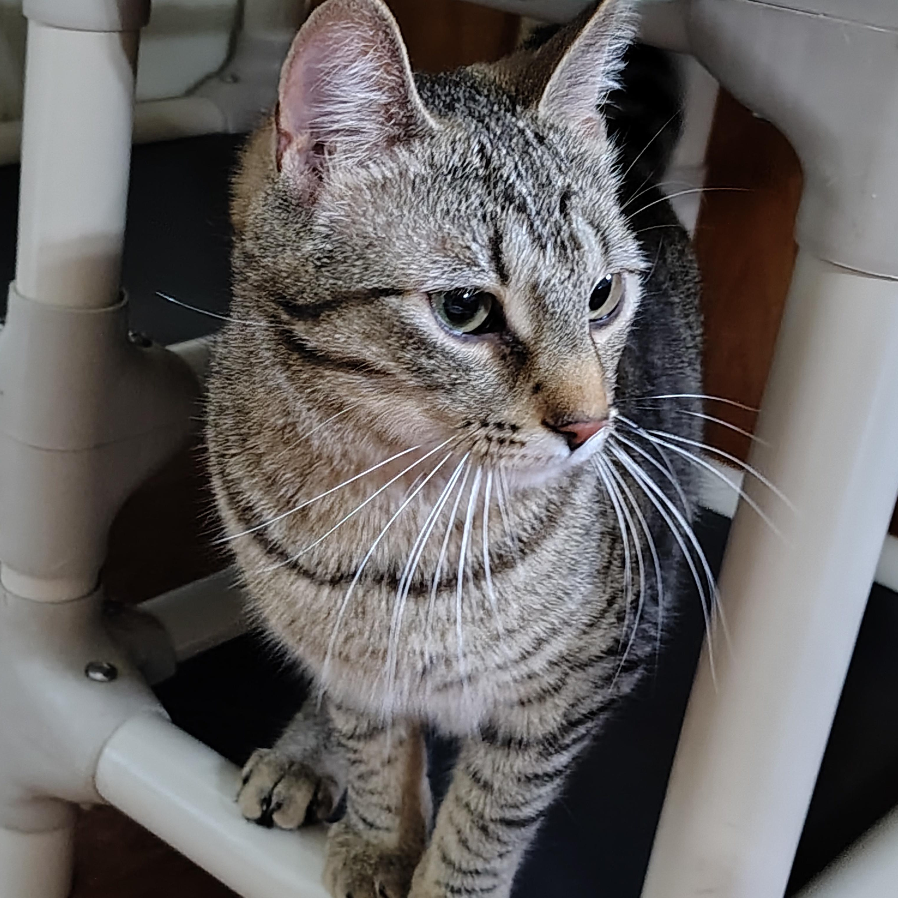 Roo, ADOPTABLE, Young Male Tabby & Domestic Short Hair.