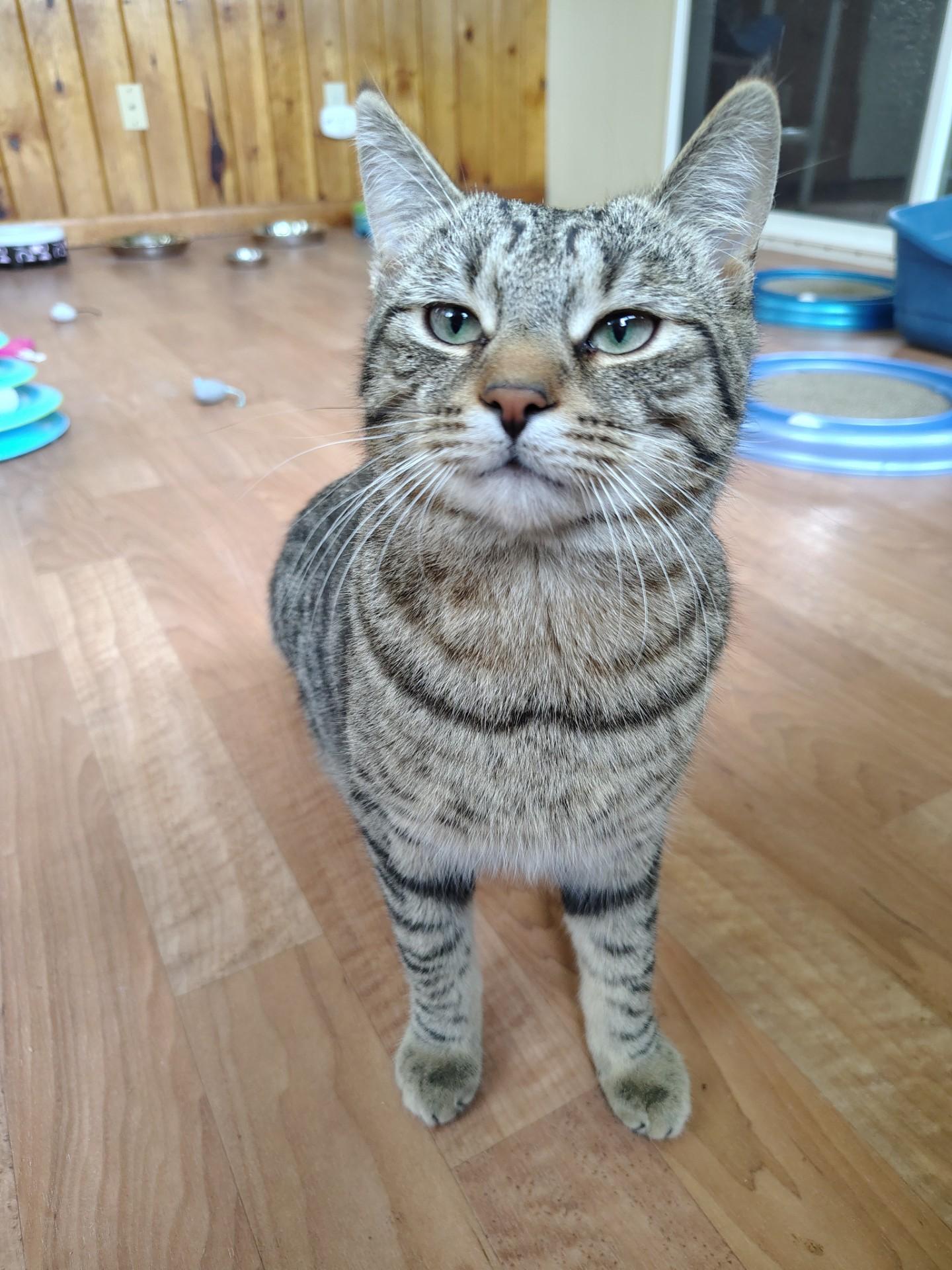 Enlarge Roo, a ADOPTABLE mixed breed in Montour Falls, NY image 4/4