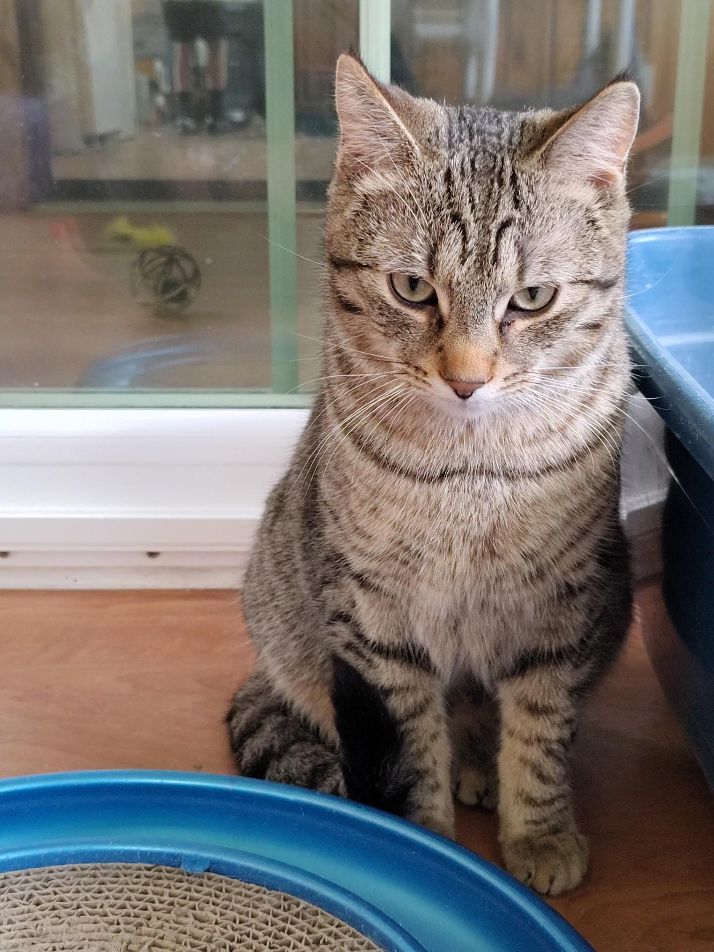 Enlarge Roo, a ADOPTABLE mixed breed in Montour Falls, NY image 2/4