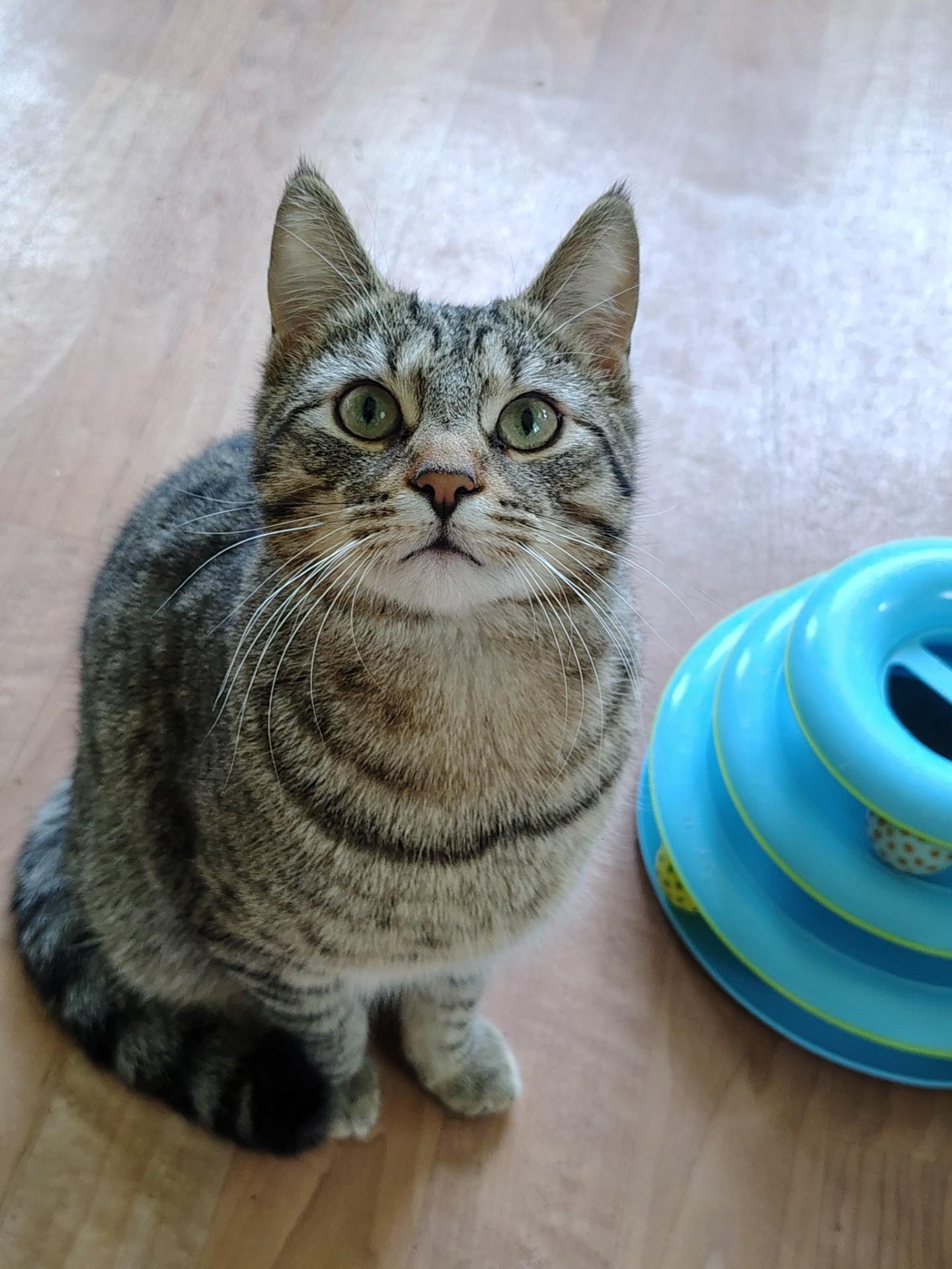 Roo, ADOPTABLE, Kitten Male Tabby & Domestic Short Hair.