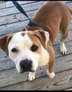 Becky, an adoptable Mixed Breed in Ferriday, LA, 71334 | Photo Image 1