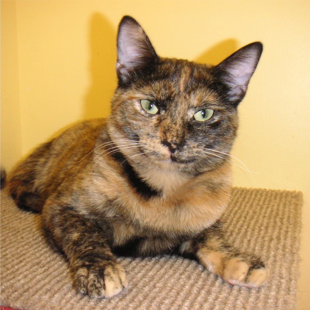 Patches, a Adoptable Tortoiseshell in Arlington Heights, IL image 1/2