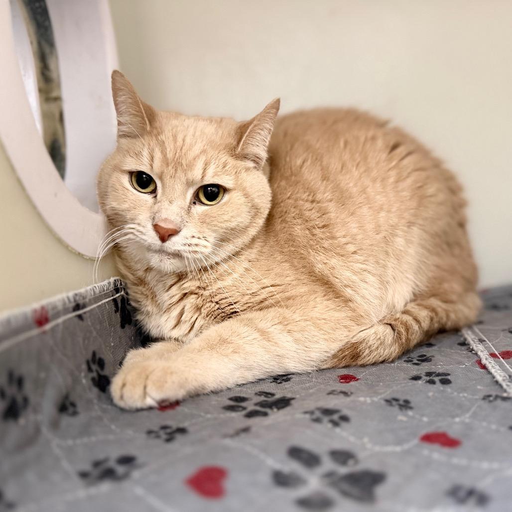 Sally, Adoptable, Senior Female Domestic Short Hair & Domestic Short Hair.